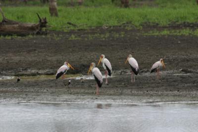 Yellow Billed Storks, Rufiji River