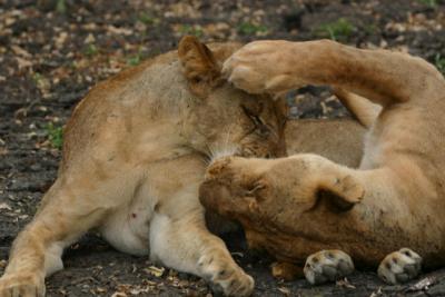 Lionesses, Selous Game Reserve