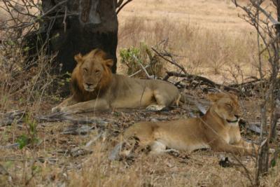 Lion and Lioness, Selous Game Reserve