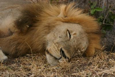 Lion, Selous Game Reserve