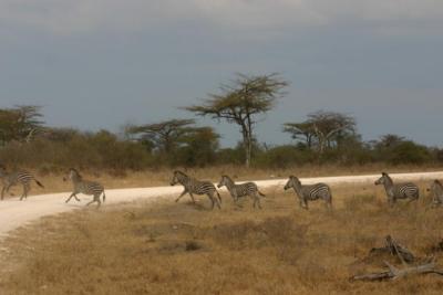 Zebras, Selous Game Reserve