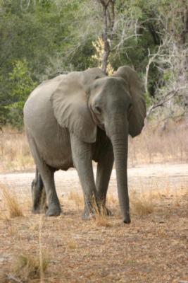 Elephant, Selous Game Reserve