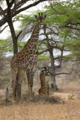 Giraffes, Selous Game Reserve