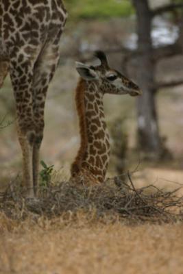 Giraffe, Selous Game Reserve