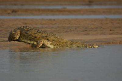 Crocodile, Rufiji River