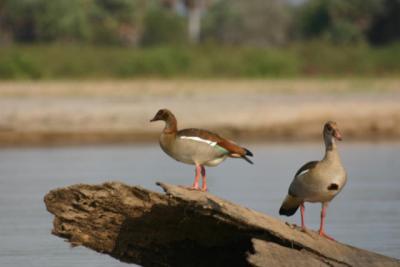 Egyptian Geese, Rufiji River