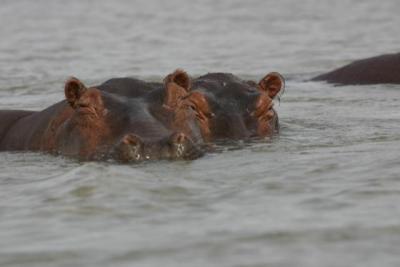 Hippos, Rufiji River
