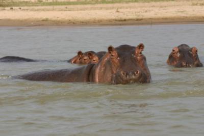 Hippos, Rufiji River