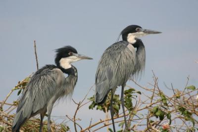 Grey Herons, Rufiji River