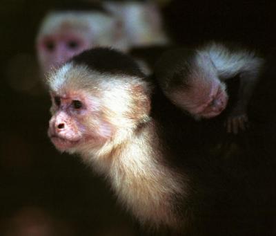 Capuchin (2)