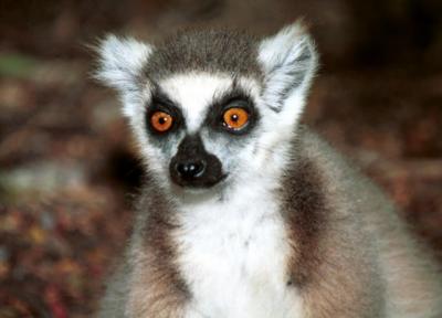 v3/49/564549/3/50081201.ringtail.jpg
