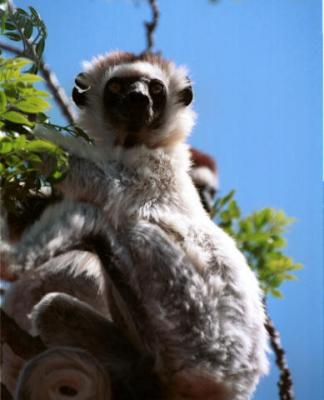 v3/49/564549/3/50081205.sifaka.jpg