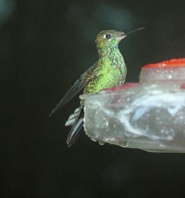 Humming Bird