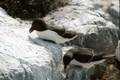 Farne Islands