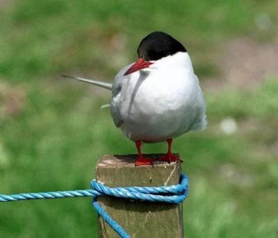 Farne Islands