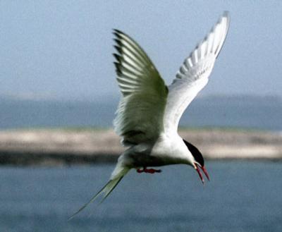 Farne Islands