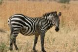 Zebra, Ruaha