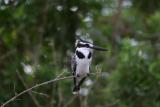 Pied Kingfisher, Rufiji River