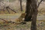 Lioness, Selous Game Reserve