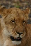 Lioness, Selous Game Reserve