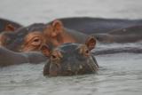 Hippos, Rufiji River