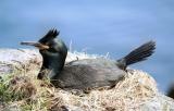 Farne Islands