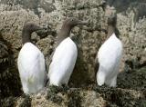 Farne Islands