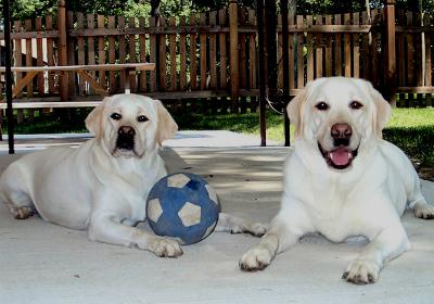 Sample Pet Portraits