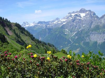 Alpenrosen - Trollblumen