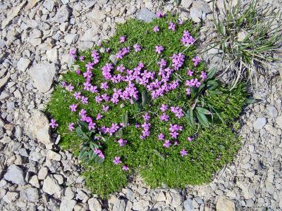 Bergflora