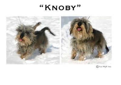 Knoby
