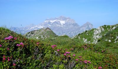 Schaflger vor Glrnischmassiv