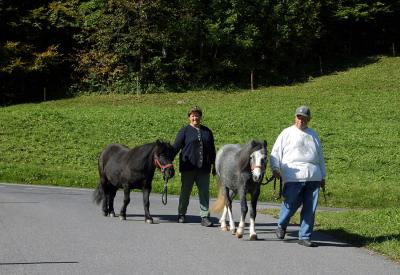 Walking the ponies