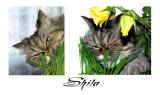 Shila