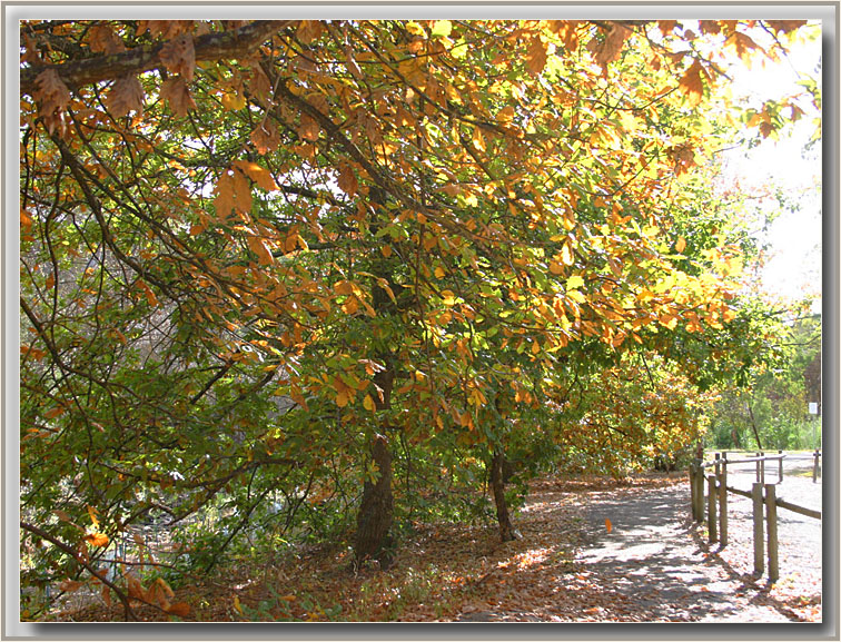 School pathway in autumn