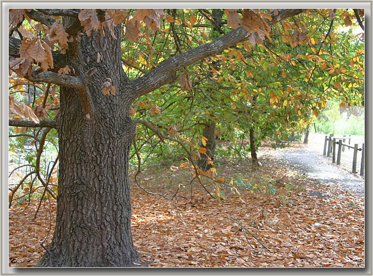 Carpet of leaves school pathway