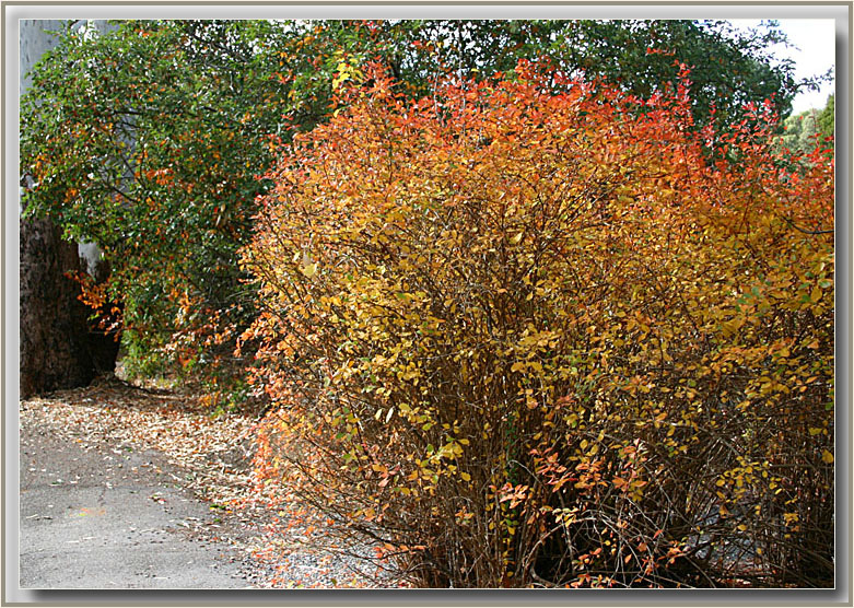 Coloured hedge near old church