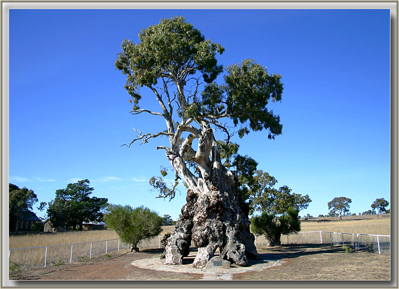 Barossa area - home to early German settlers.