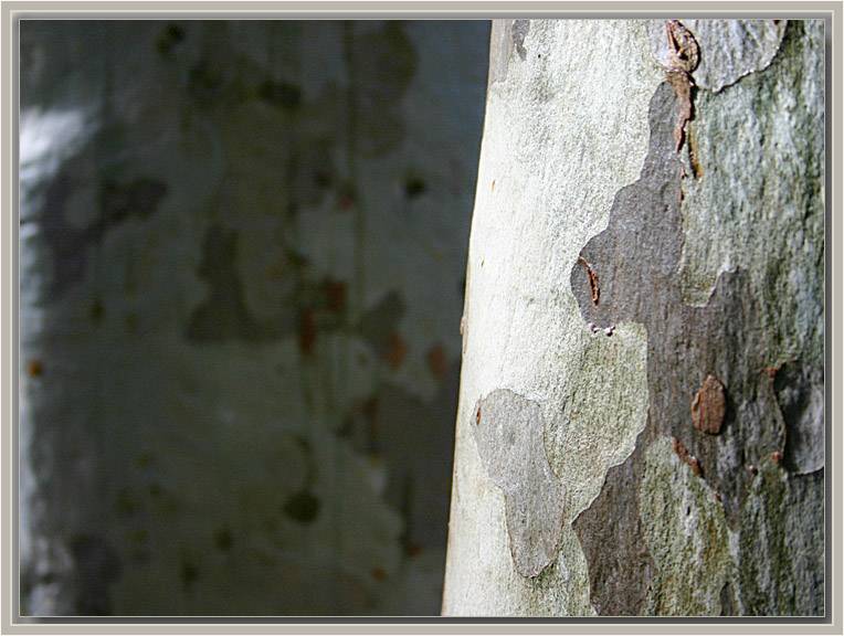 Eucalyptus citriodora, bark after rain.