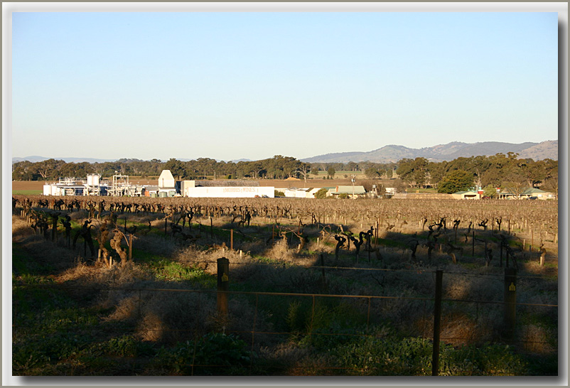 Morris winery Rutherglen - 1.jpg