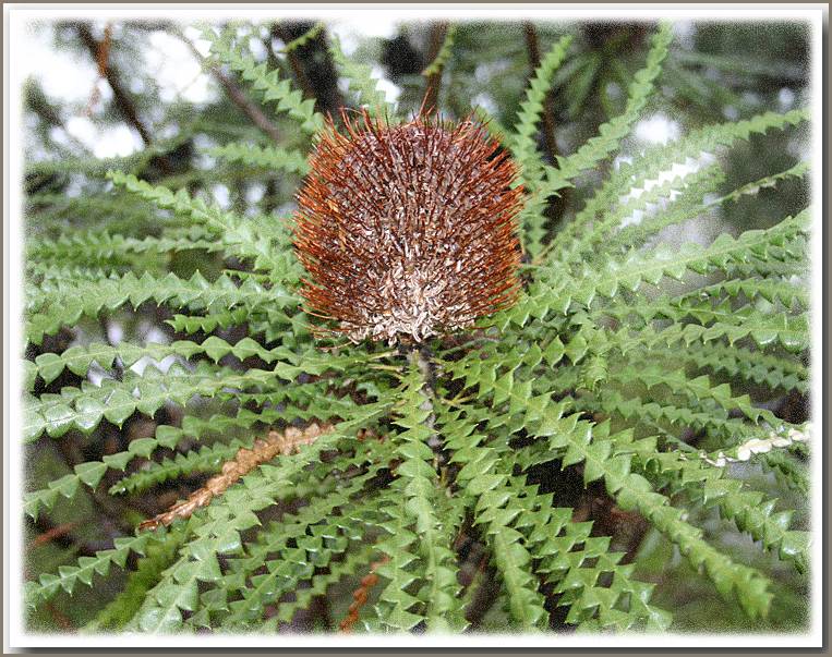 Banksia by the front gate