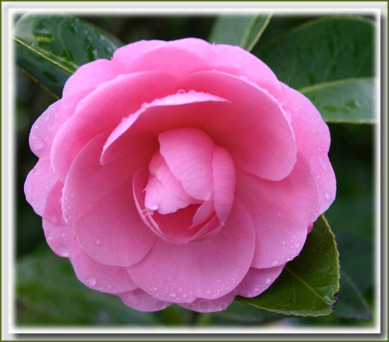 Camellia - E.G. Waterhouse
