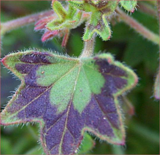 Pelargonium