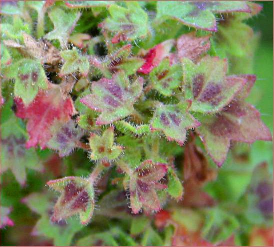 Pelargonium