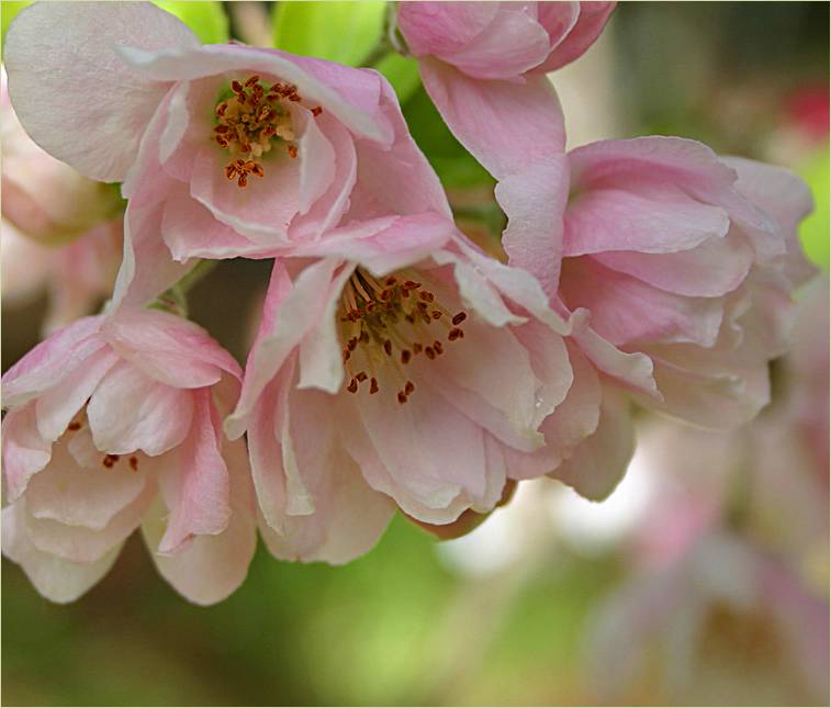 Crab Apple cluster