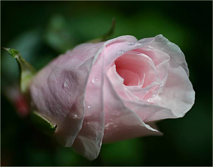 Souvenir de St. Anne's rosebud