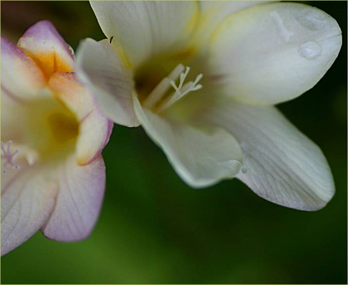 Freesias