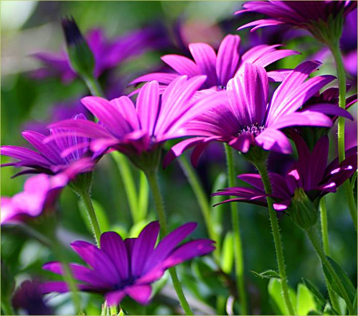 Purple daisies