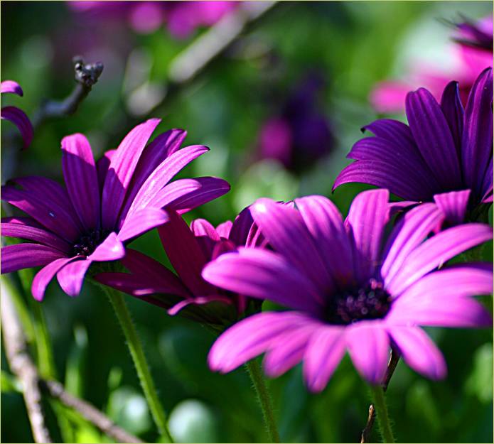 Purple daisies