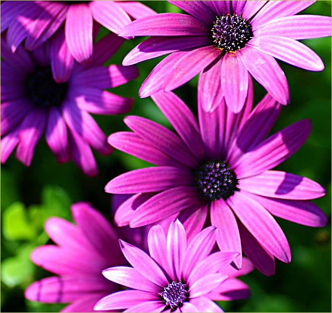 Purple daisies